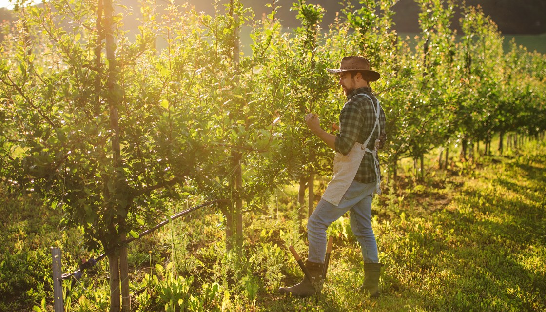 Mr Meurs working in his orchard.