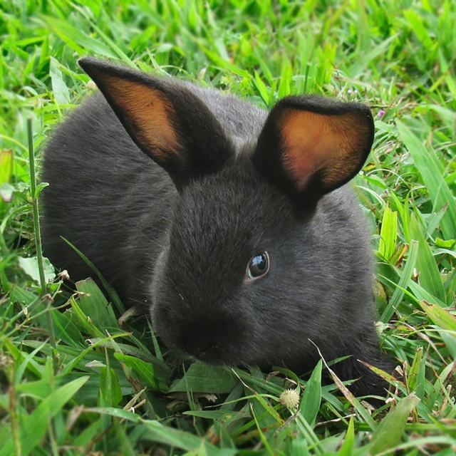 Blossom the little black rabbit enjoying the soft green grass in the farm's garden.