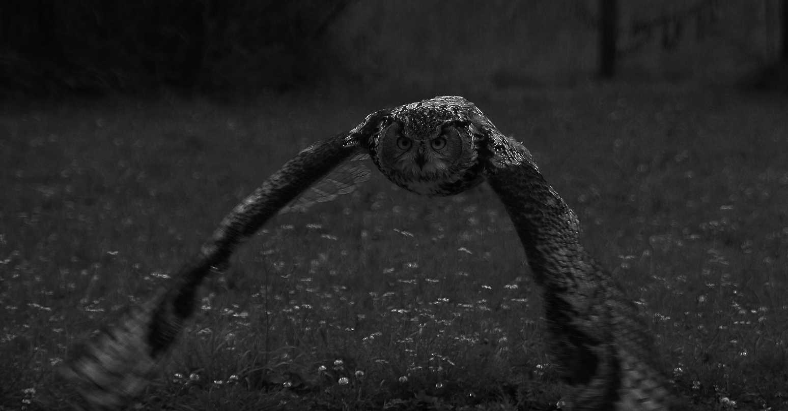 Close-up black and white photo of an owl with wings outstretched, flying at night over flower-studded field of grass. Moonlight glimmering on the owl's back and head.