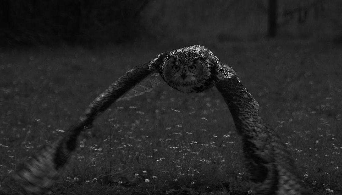 Close-up black and white photo of an owl with wings outstretched, flying at night over flower-studded field of grass. Moonlight glimmering on the owl's back and head.