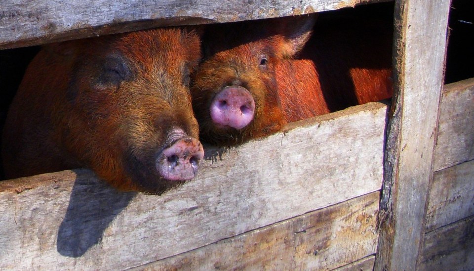 pig-1531167_1920_brownpigs_crpd