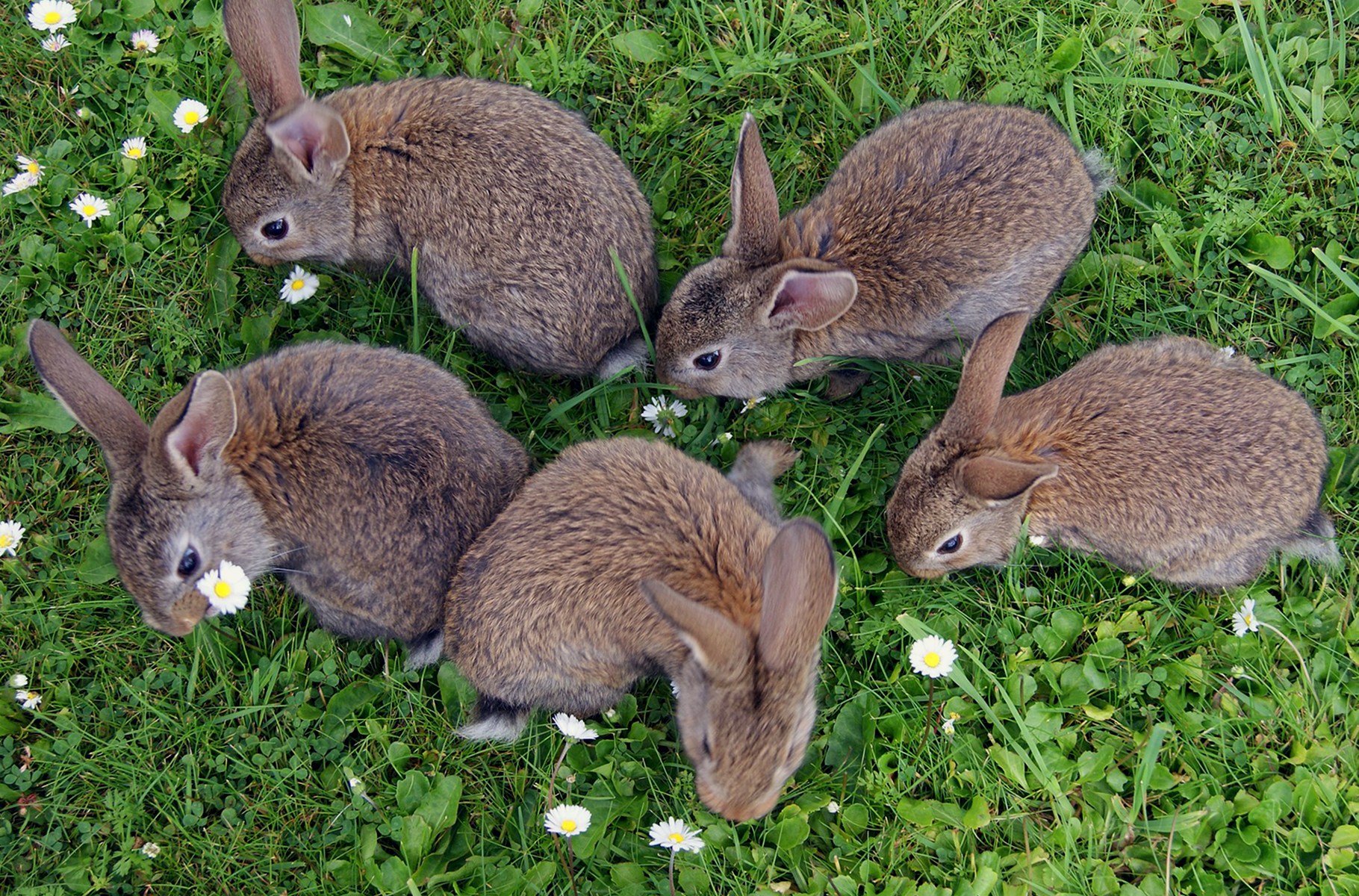 Blossom's young cousins who live in the burrows across the river.