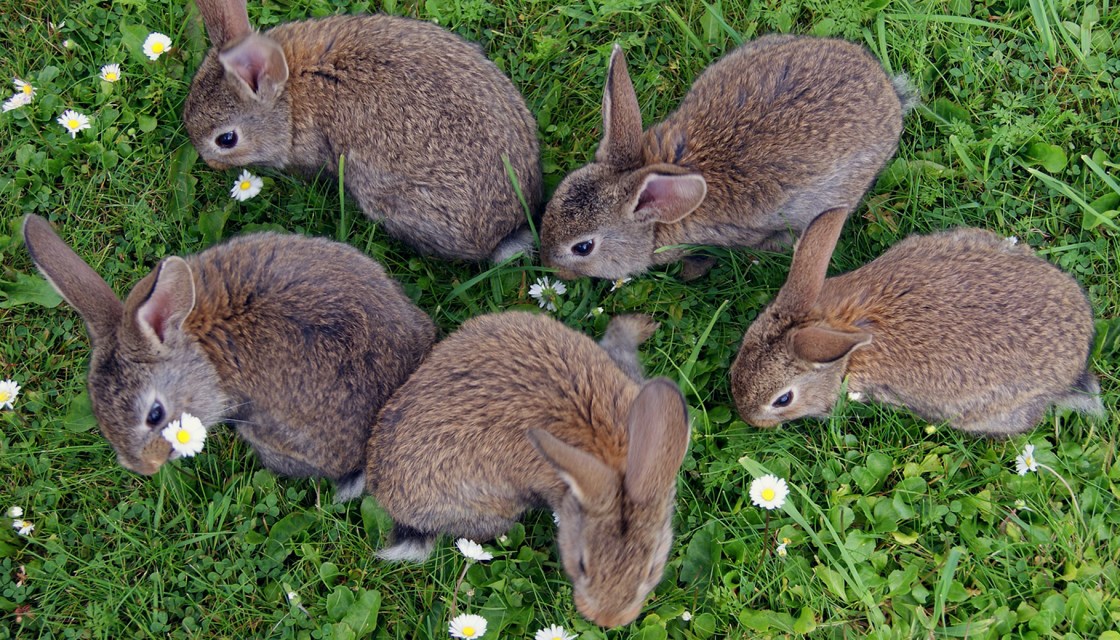 Blossom's young cousins who live in the burrows across the river.