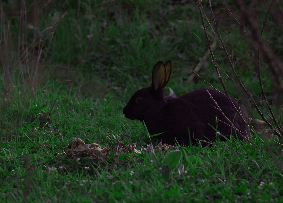 Close up of Blossom crouched in the grass, with leaves and twigs in foreground.