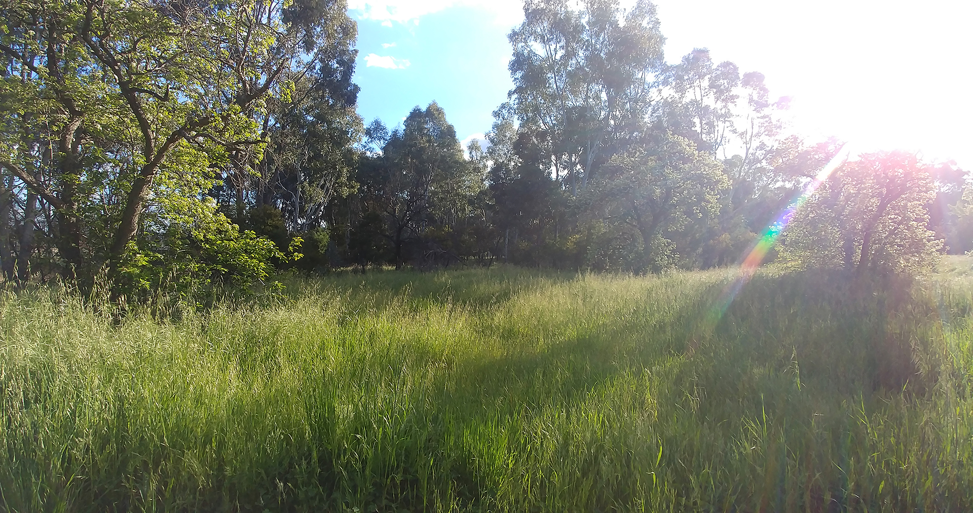 The late afternoon sun slants in on the lost garden, creating long shadows in the thick green, seeding grasses. The old orchard trees are in flower