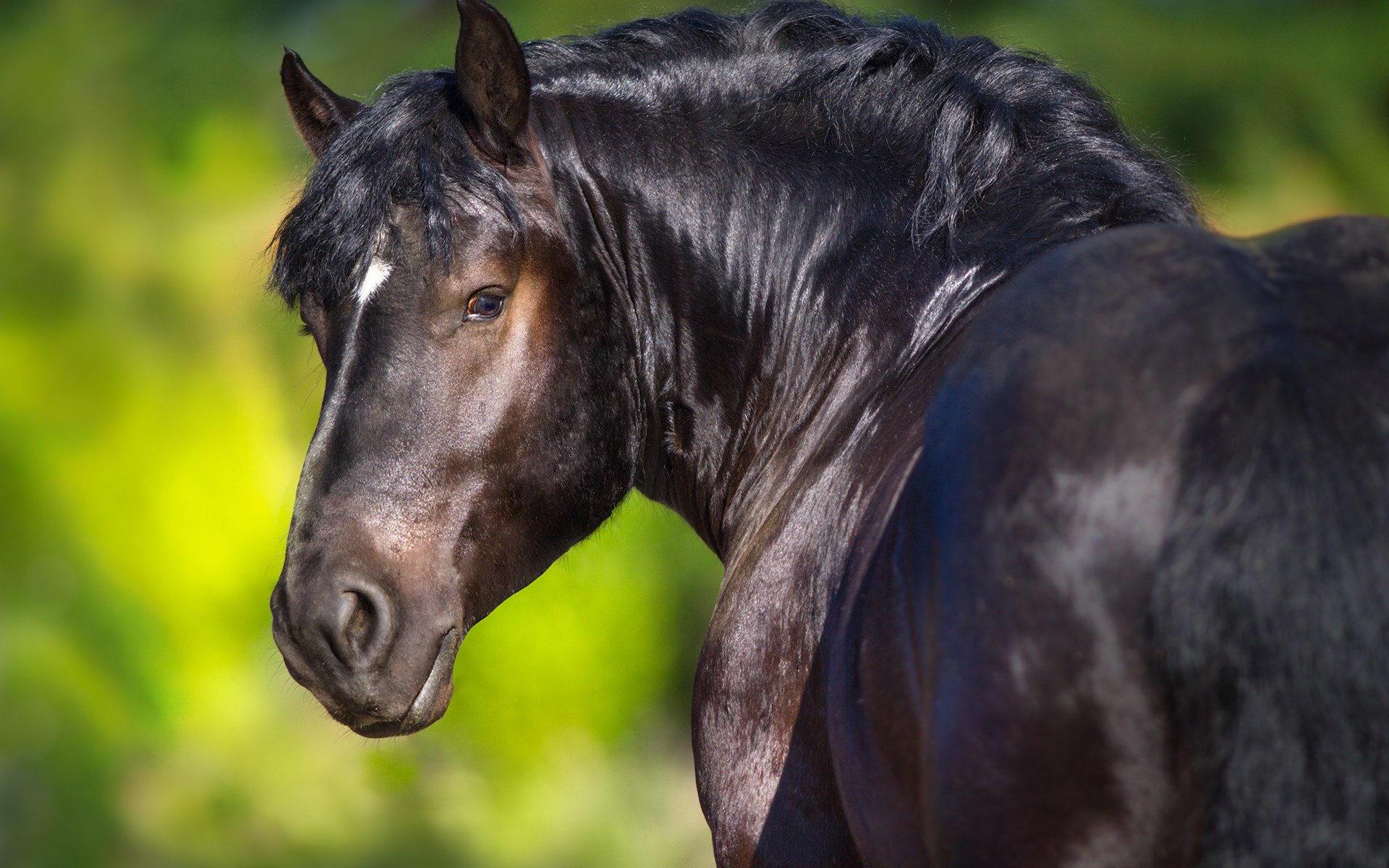 Montague, or Monty as he is usually called, lives on a neighboring farm.