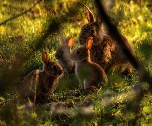 Close up photo through the wire fence; we see one of Agatha's sisters with her young family