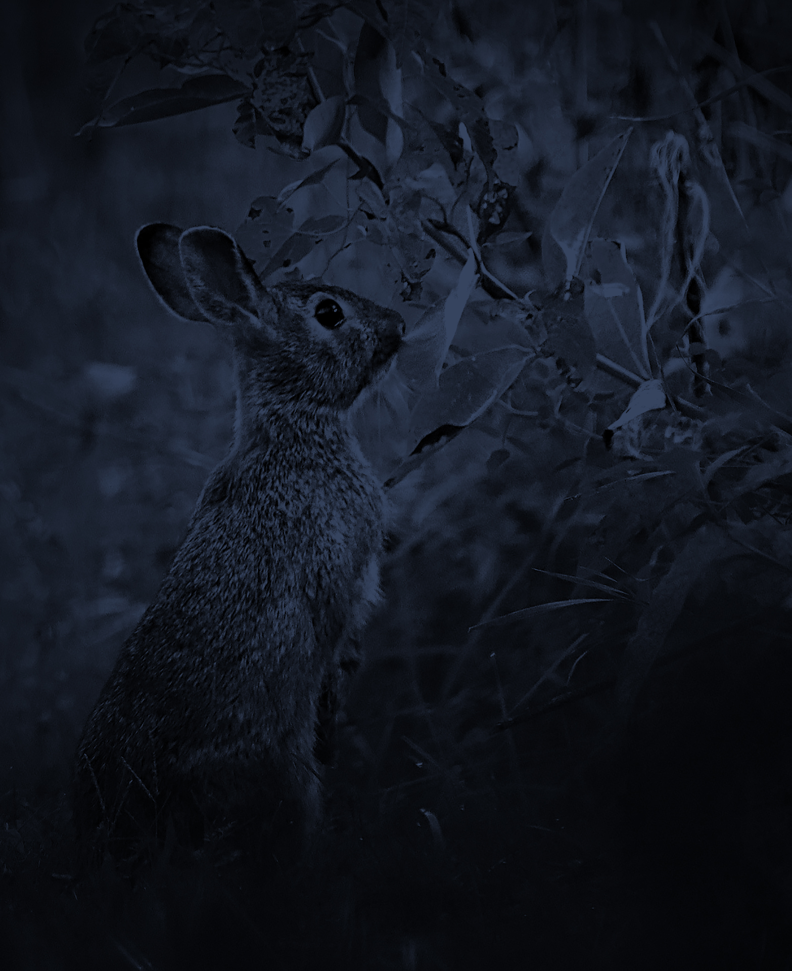 Bandit in the grass at night, suddenly sits up, alerted by a strange sound.