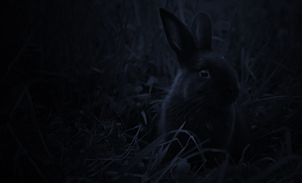 Close-up night shot of little Blossom in the meadow grass of the orchard, ears pricked and alert.