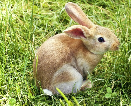 bunny-837443_1920_AGATHA-2019crpd-300-1920