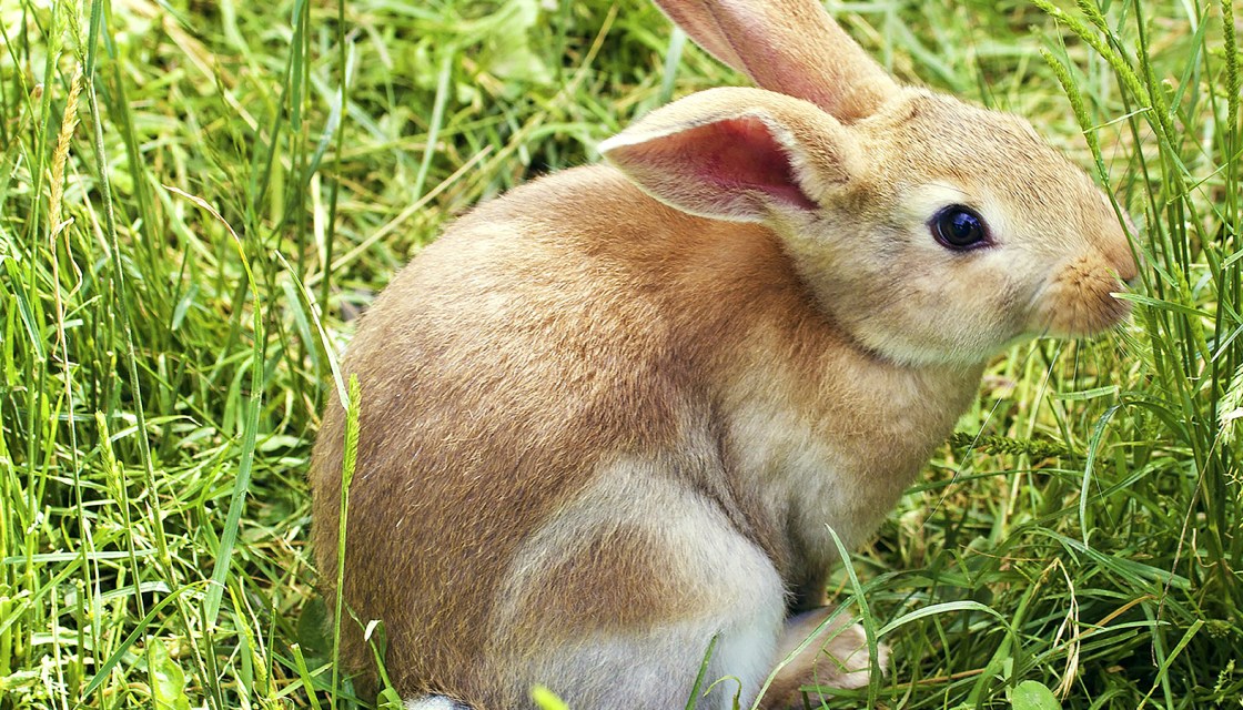 Agatha Bunny poses in the long grass for her portrait.