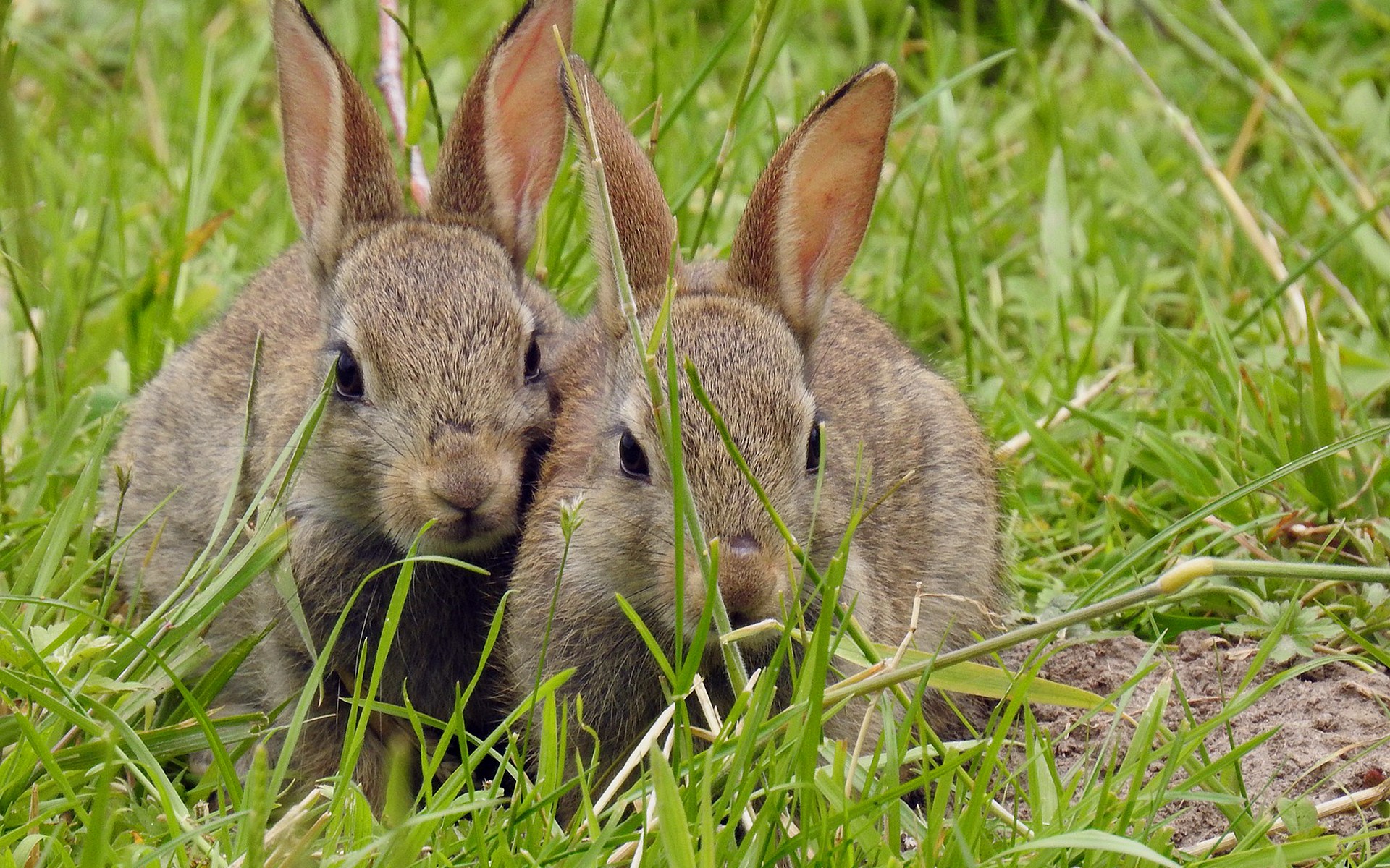 Two, young wild-rabbit relatives of Agatha Bunny.
